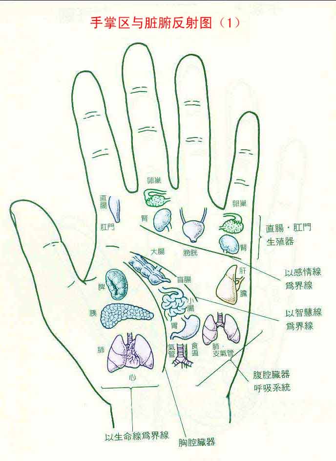 手掌各部位代表什么内脏图1