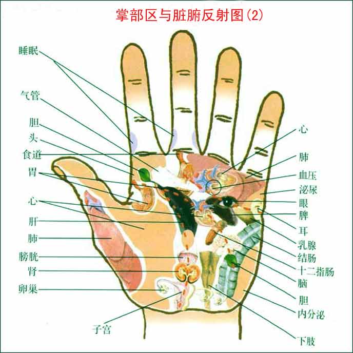 手掌各部位代表什么内脏图2