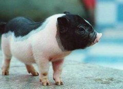 猪人生于申时命运好吗？