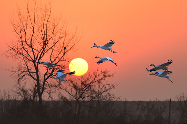 1963年属兔的人2026年生肖运势八字分析