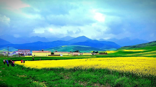 1968年属猴的人2026年生肖运势八字分析