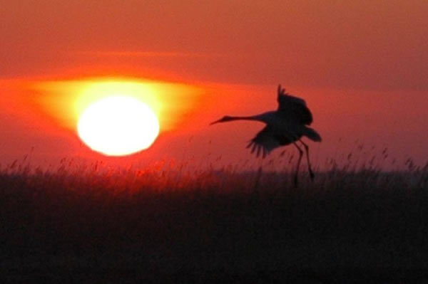 1995年属猪的人2026年生肖运势八字分析